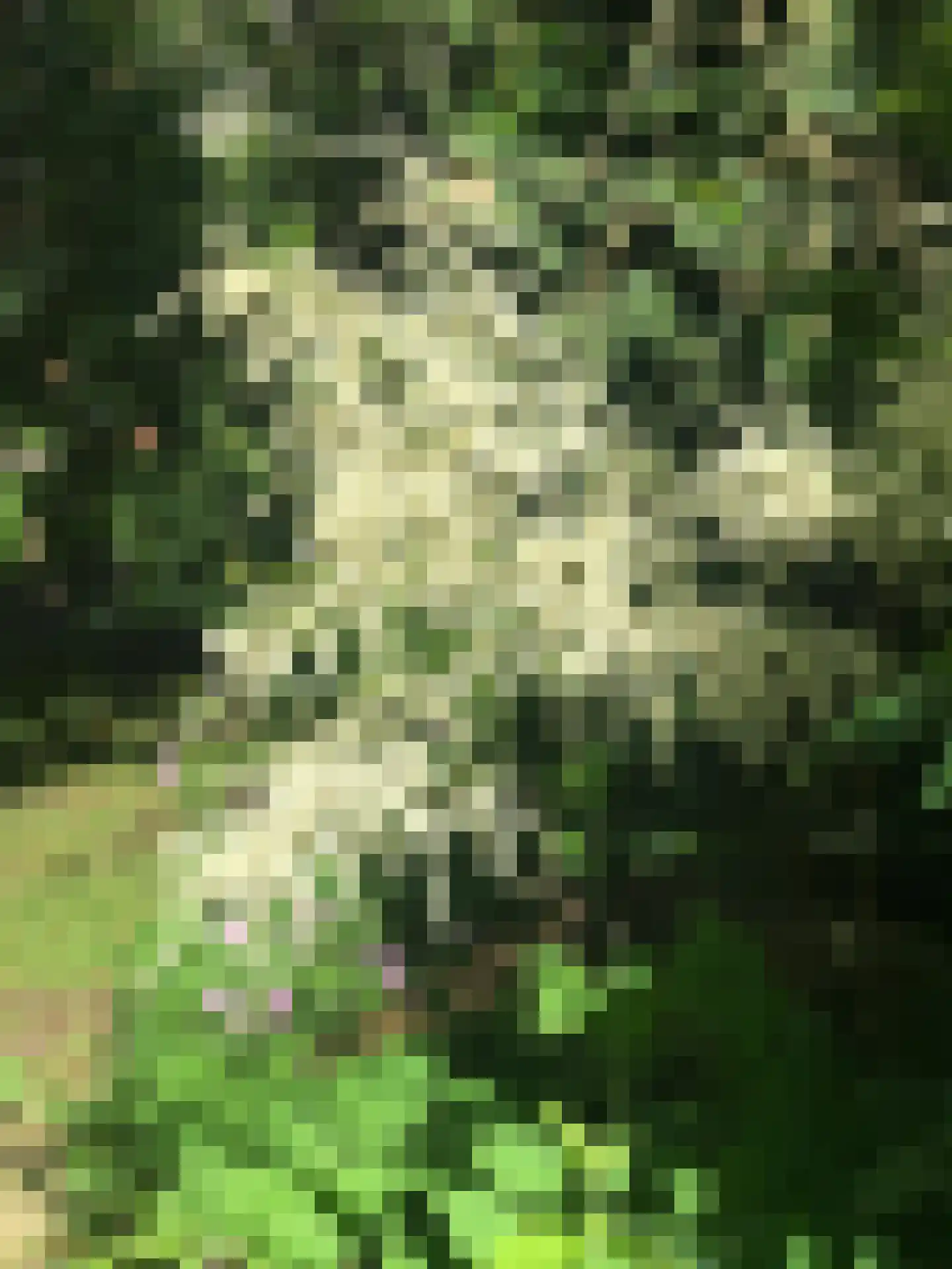 't Paadje 3 Laren thumbnail 35