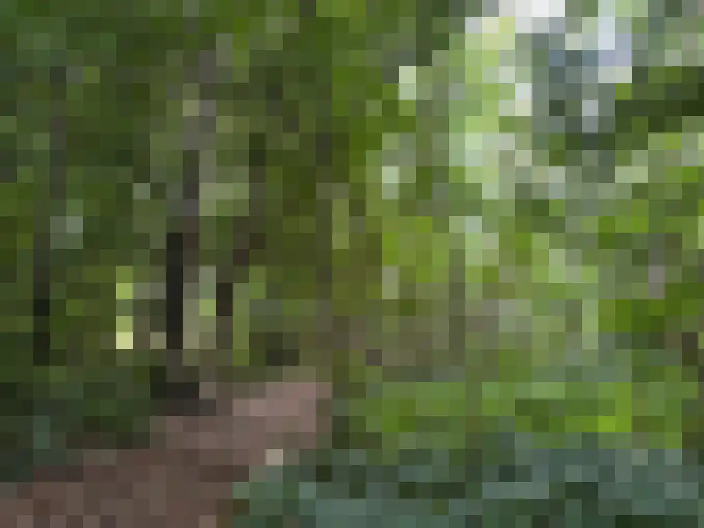 't Pad 13 Niebert thumbnail 83