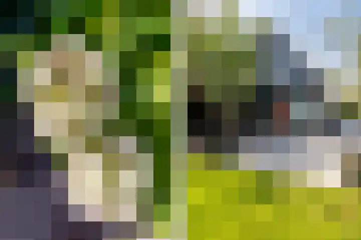 't Plankenpad 16 Landsmeer thumbnail 59