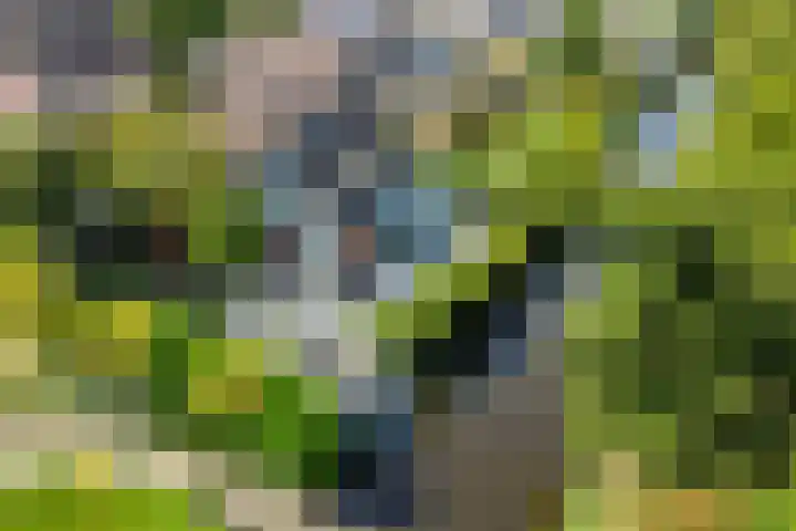 't Plankenpad 16 Landsmeer thumbnail 61