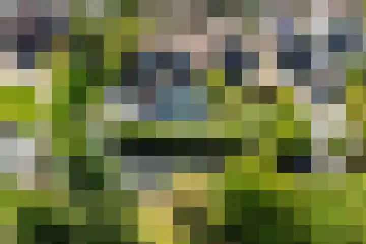 't Plankenpad 16 Landsmeer thumbnail 62