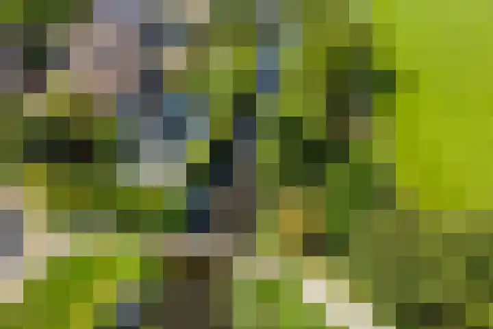 't Plankenpad 16 Landsmeer thumbnail 64