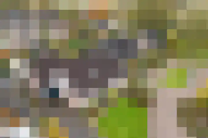 't Rak 17 Schoonebeek thumbnail 4