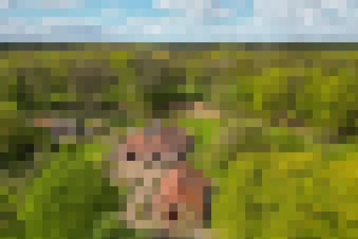 't Rijkenbarg 1 Ruurlo thumbnail 78