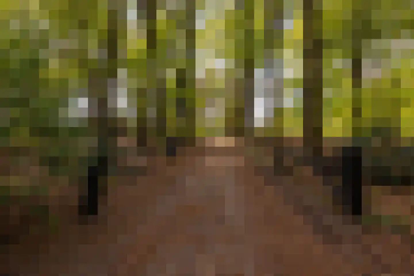 't Rijkenbarg 1 Ruurlo thumbnail 82