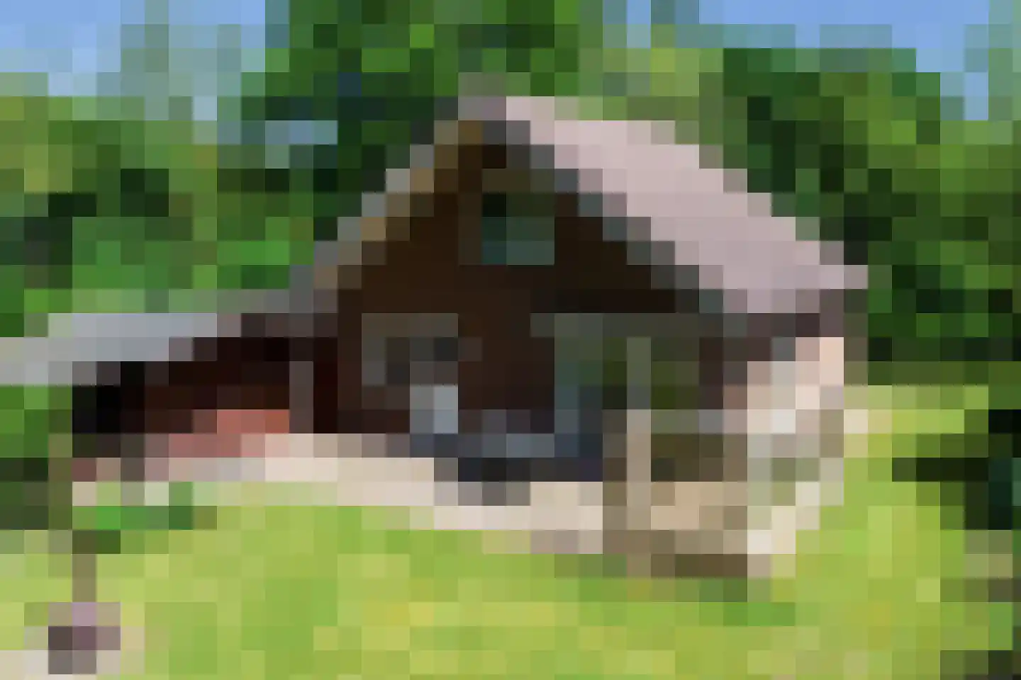 't Schoman 30 Gelselaar thumbnail 28
