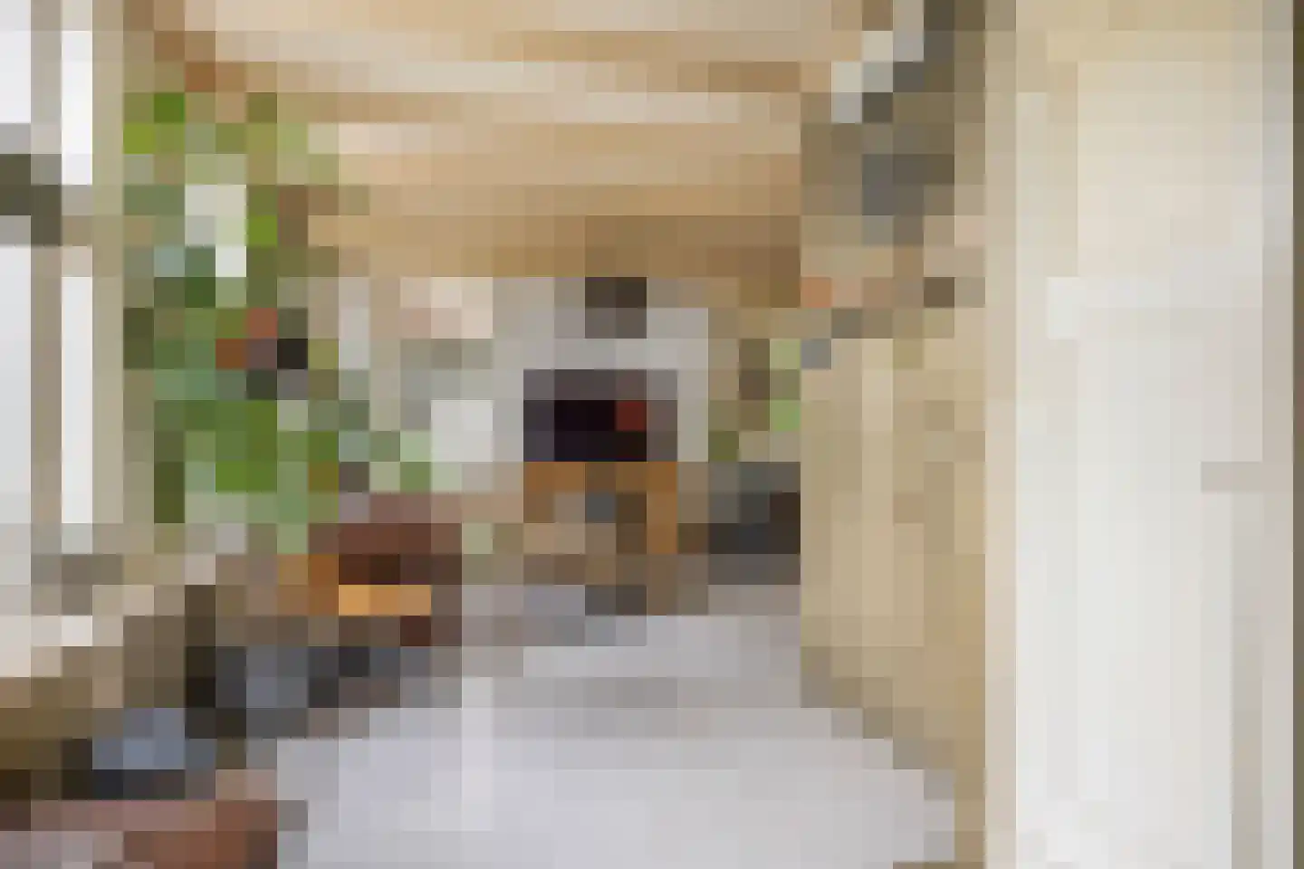 't Sou 11 Warns thumbnail 9