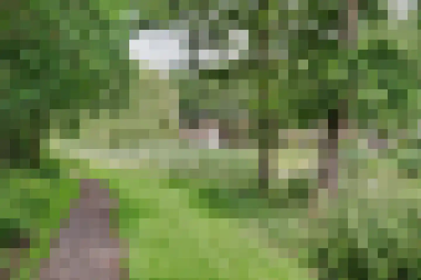 't Staakske 22 Hank thumbnail 47