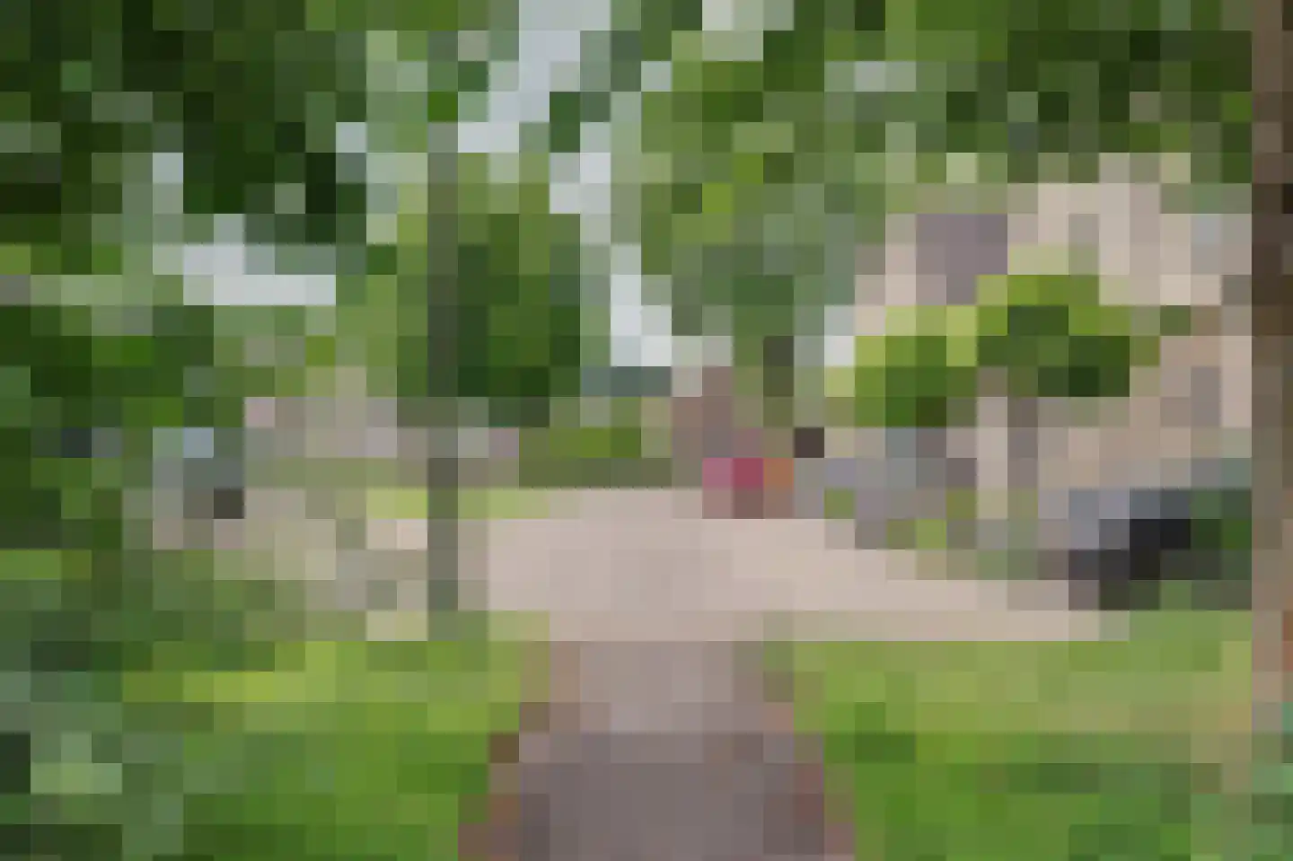 't Staakske 22 Hank thumbnail 48