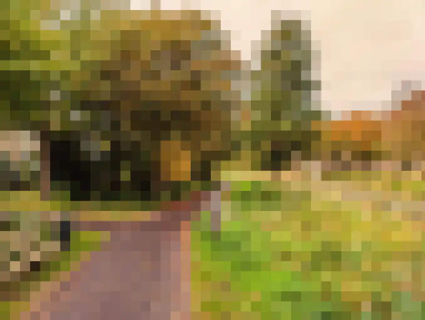 't Staakske 24 Hank thumbnail 50