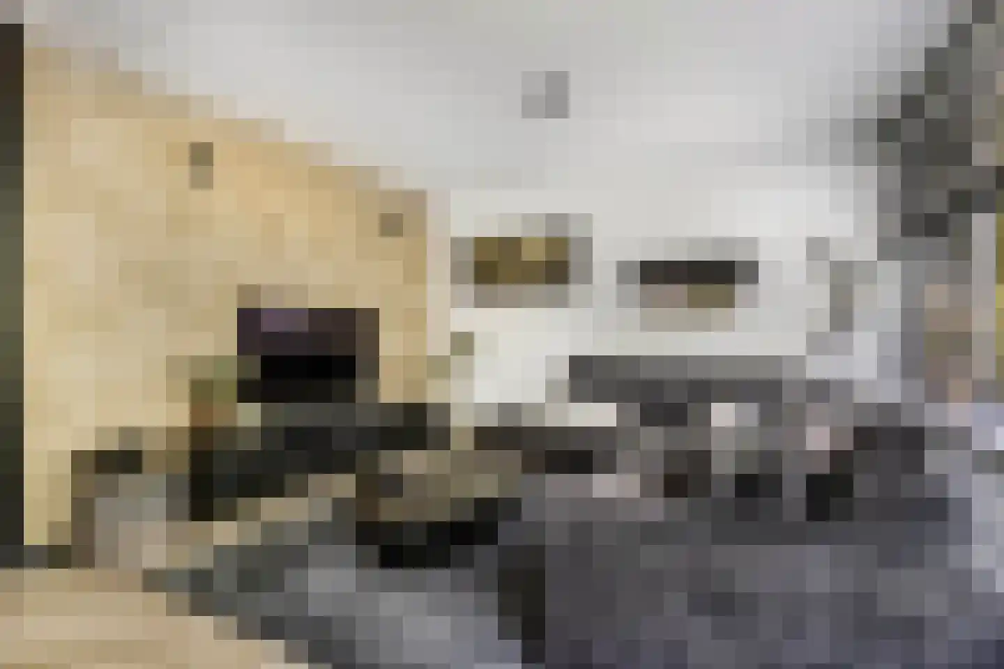 't Swin 3 Drachten thumbnail 13