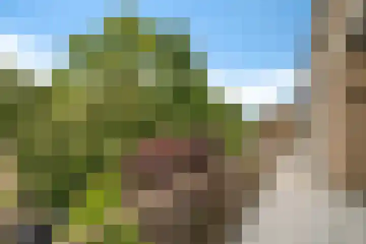 't Swin 43 Drachten thumbnail 7