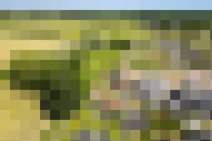 't Veld 25 Overberg thumbnail 74