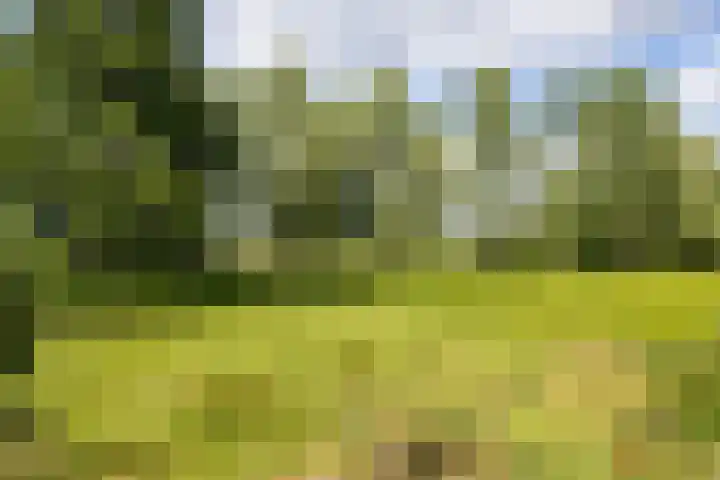 't Veld 25 Overberg thumbnail 75