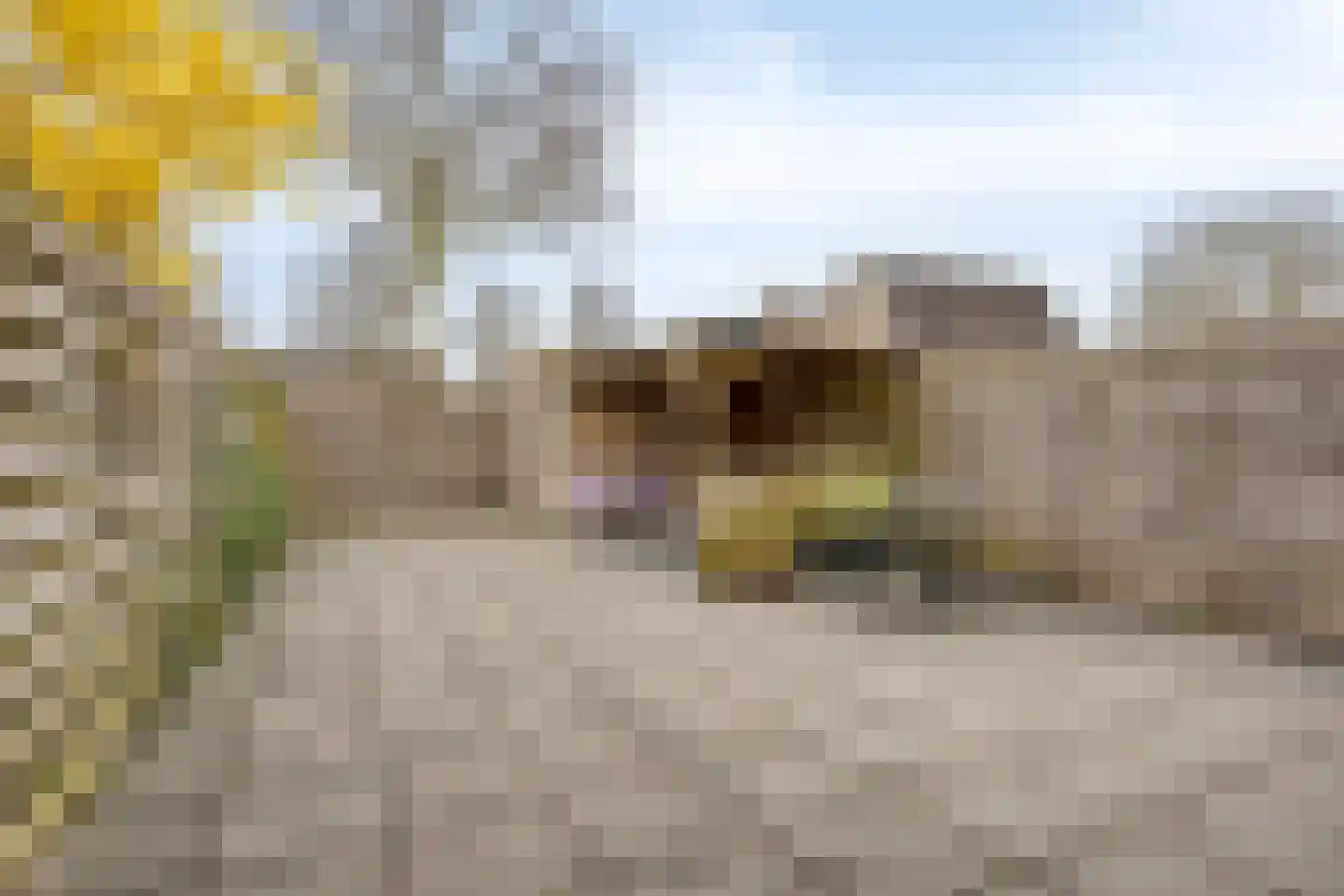 't Veld 65 Wezep thumbnail 28