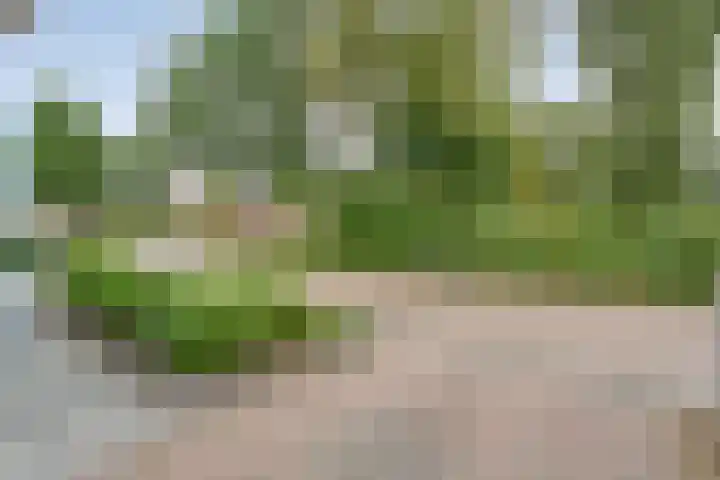 't Vijfhoekje 14 Slagharen thumbnail 5