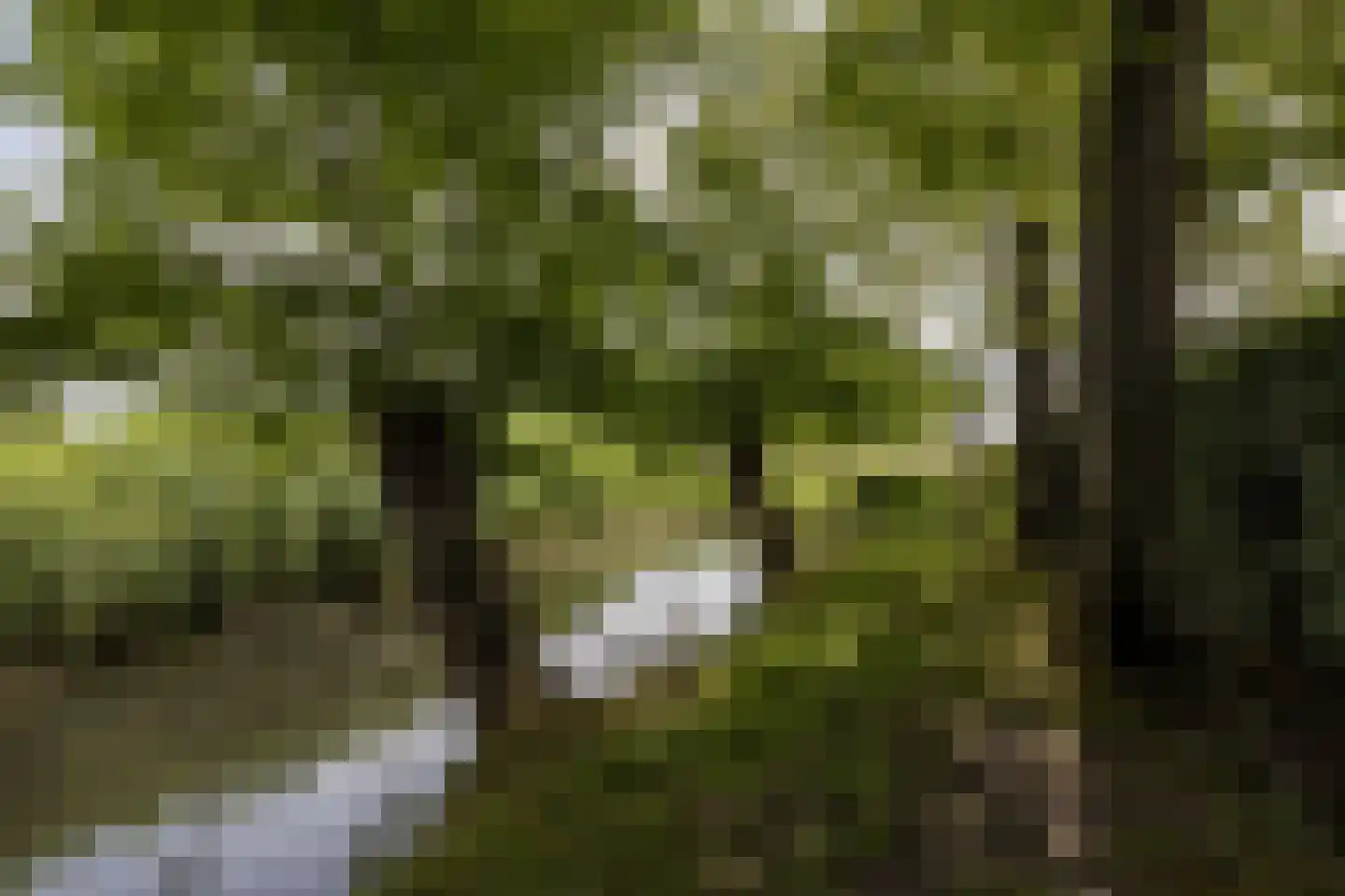 't Woudt 10 Schipluiden thumbnail 32