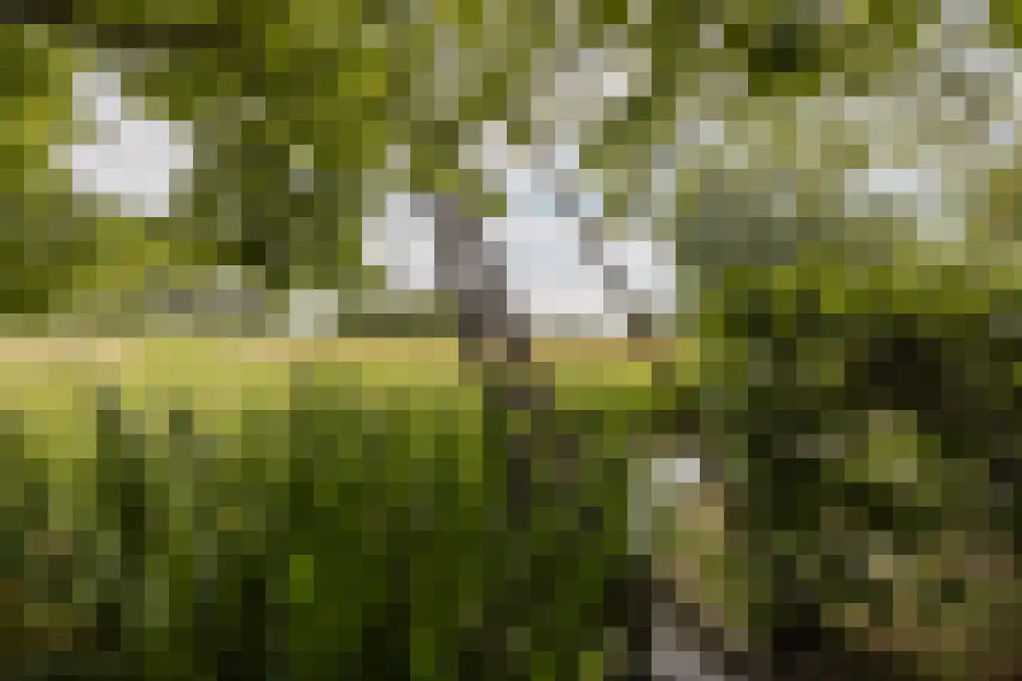 't Woudt 10 Schipluiden thumbnail 33