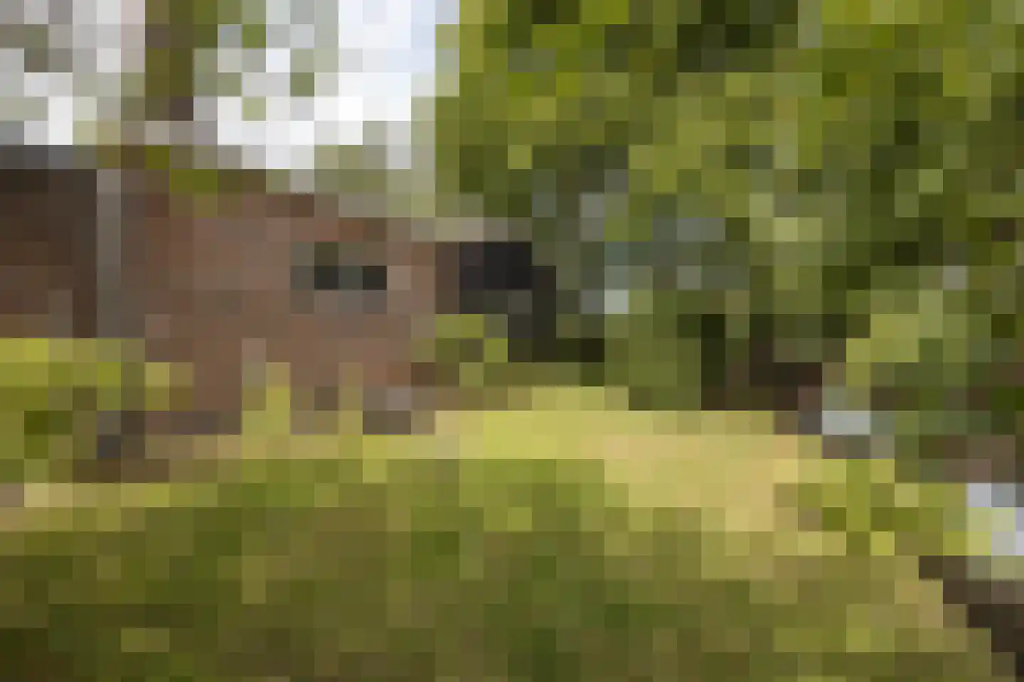 't Woudt 10 Schipluiden thumbnail 34