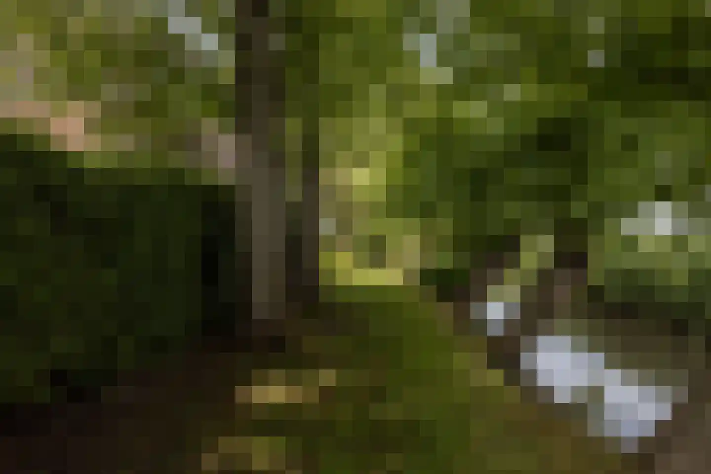 't Woudt 10 Schipluiden thumbnail 45