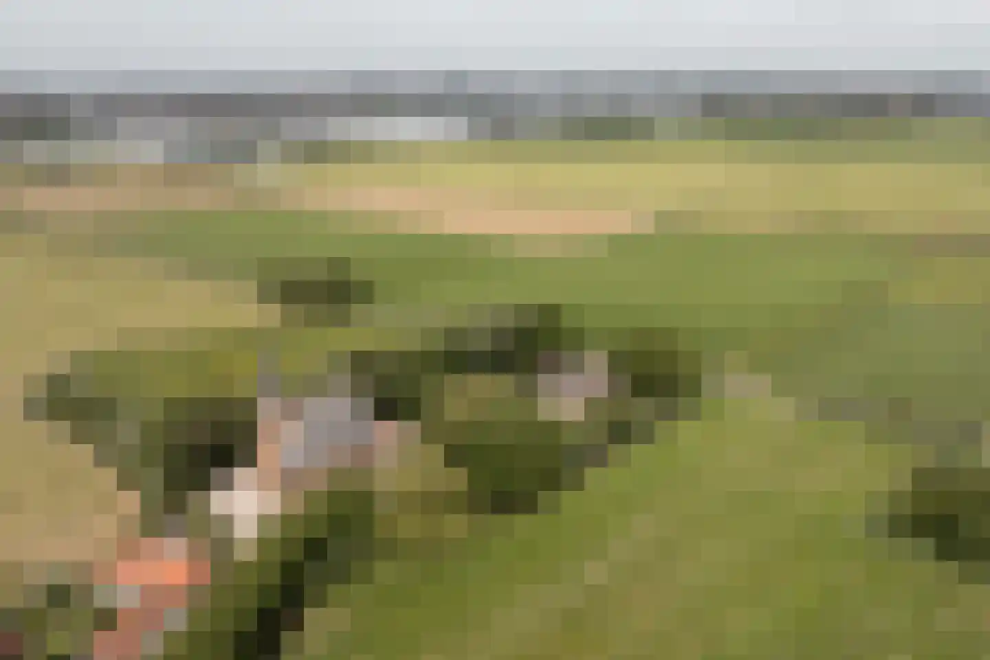 't Woudt 10 Schipluiden thumbnail 48