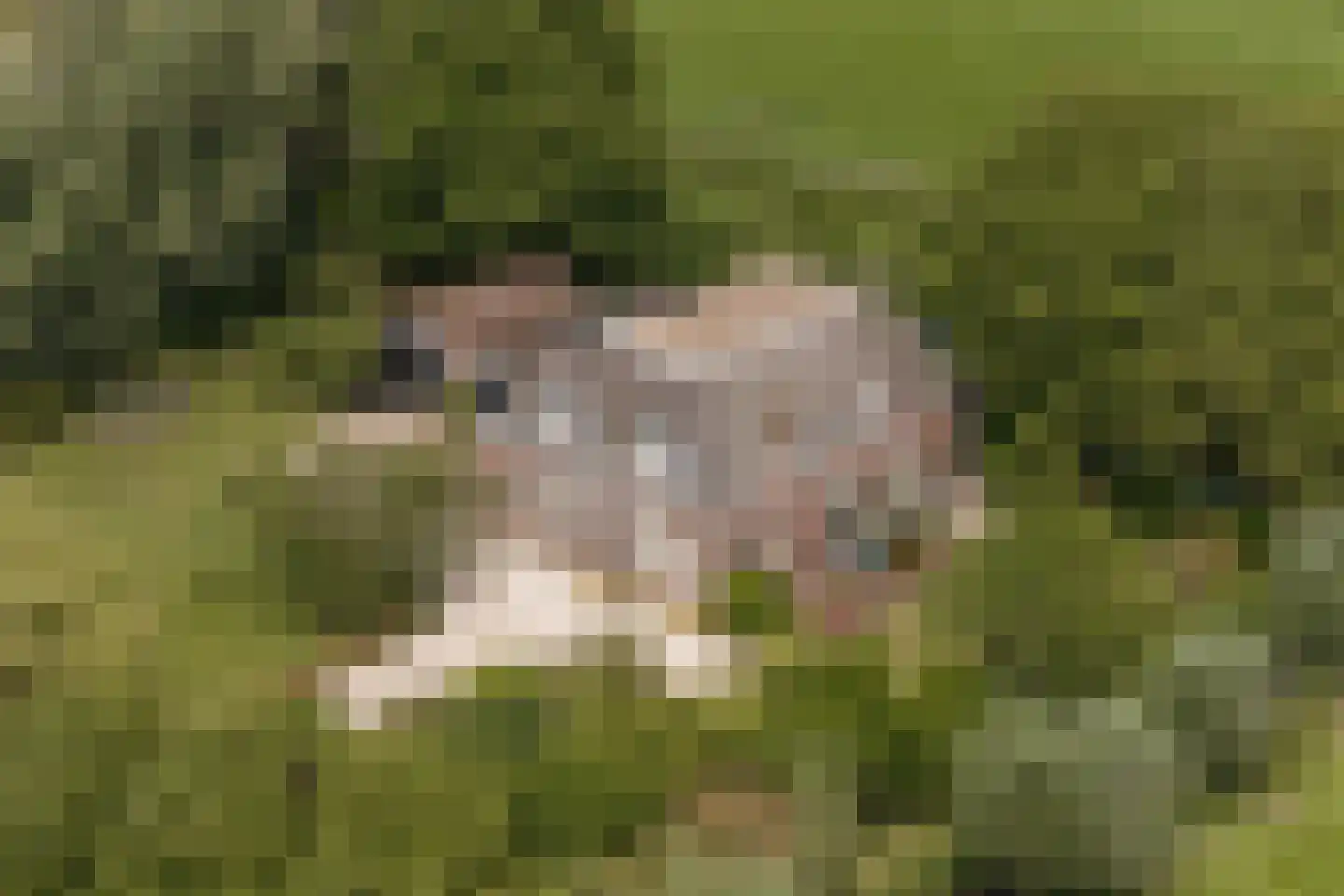 't Woudt 10 Schipluiden thumbnail 49