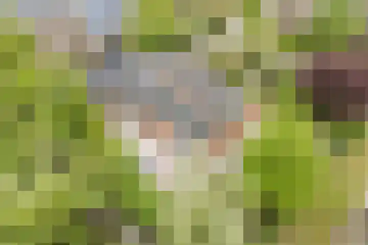 't Woudt 13 Schipluiden thumbnail 46