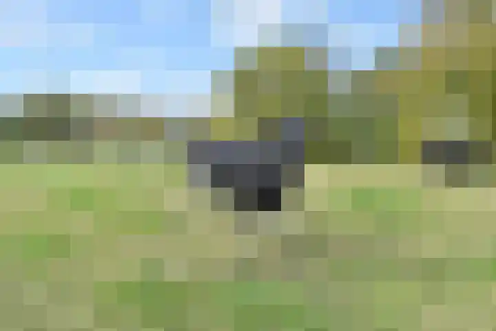 't Woudt 19 Schipluiden thumbnail 55