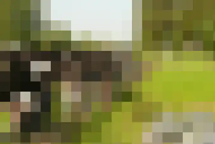 't Woudt 21 Schipluiden thumbnail 39