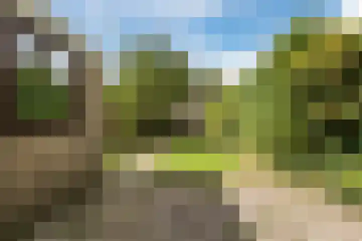 't Zuden 131 Leek thumbnail 13