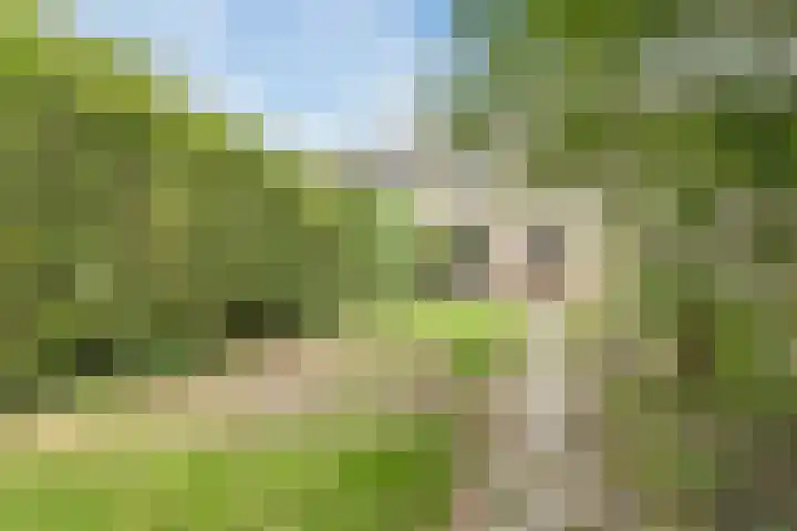 't Zuden 131 Leek thumbnail 14