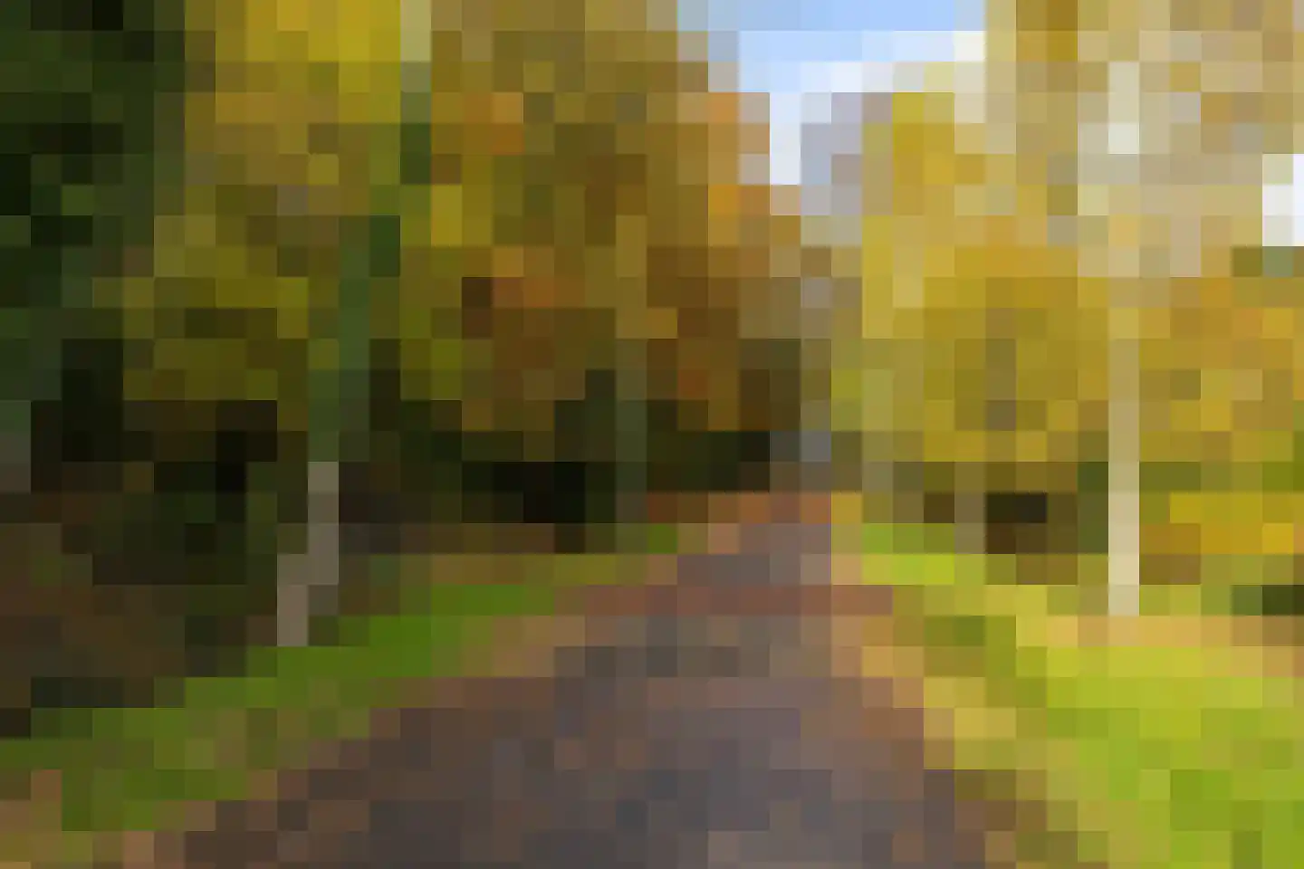 Taarloseweg 2 Vries thumbnail 66