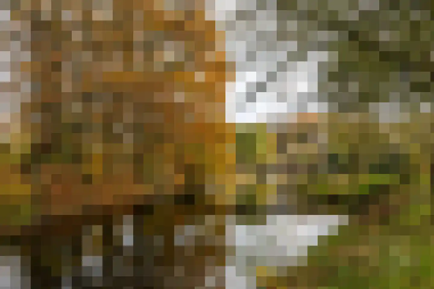 Taarloseweg 2 Vries thumbnail 67