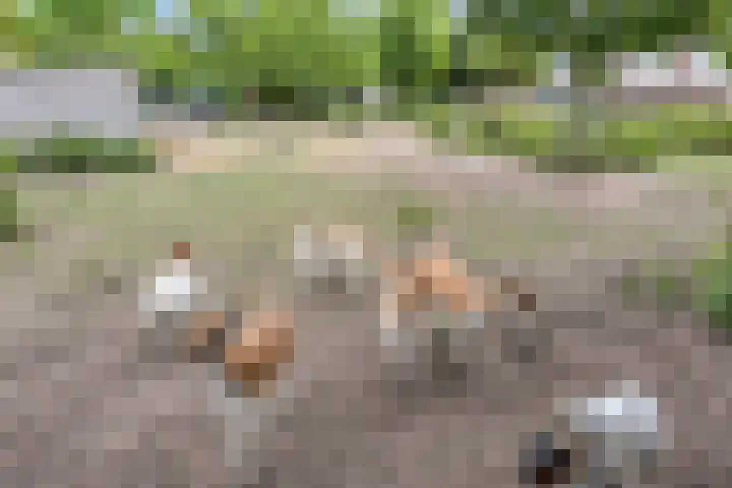 Tabaksland 108 Ingen thumbnail 48