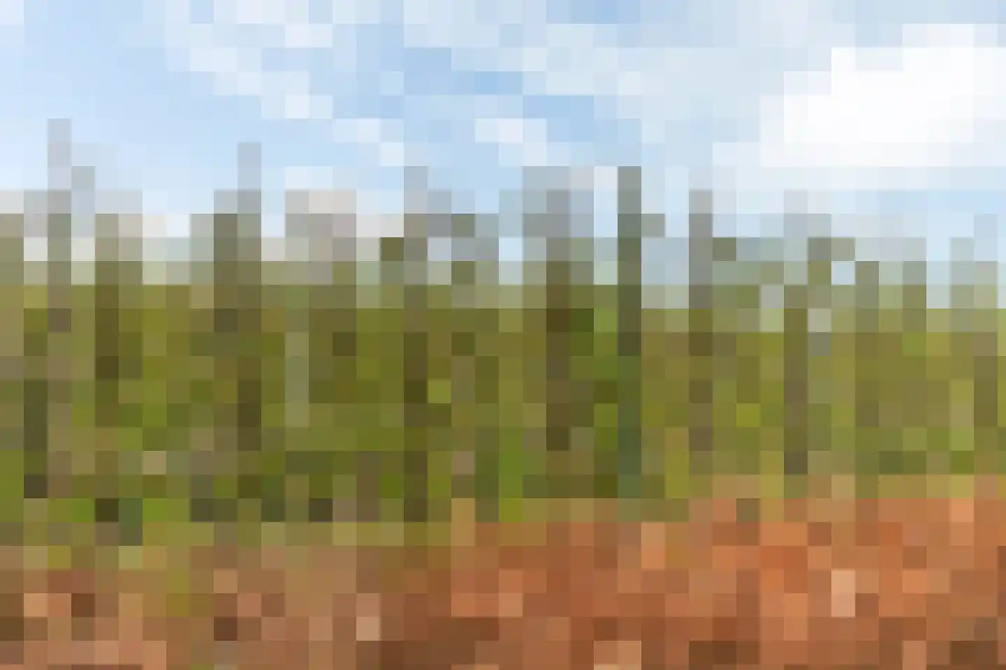 Tabaksland 92 Ingen thumbnail 22