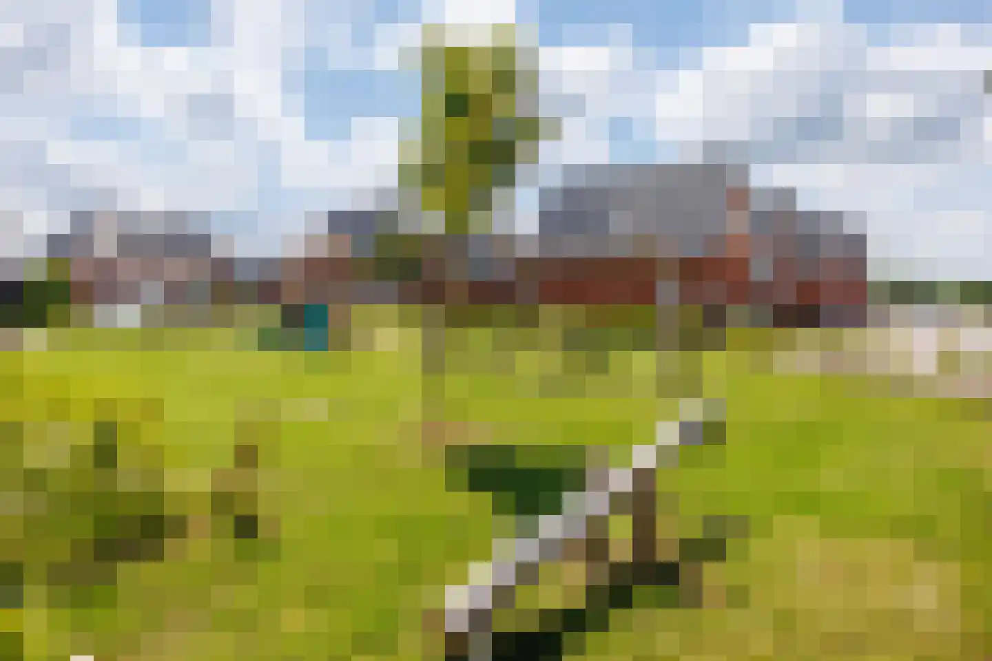 Tabaksveld 50 Puiflijk thumbnail 45