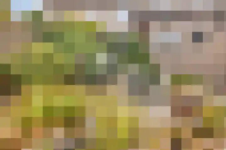 Tak van Poortvlietstraat 6 Oss thumbnail 32