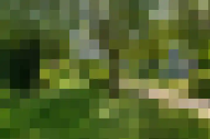 Talingsingel 60 Velp thumbnail 42
