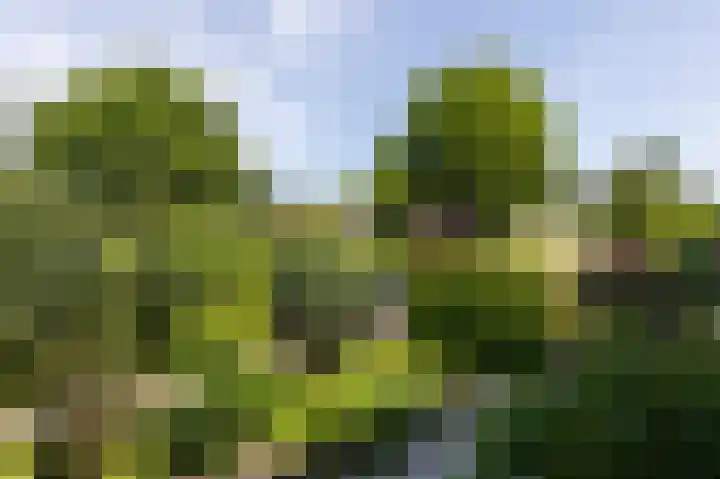 Talingsingel 60 Velp thumbnail 43