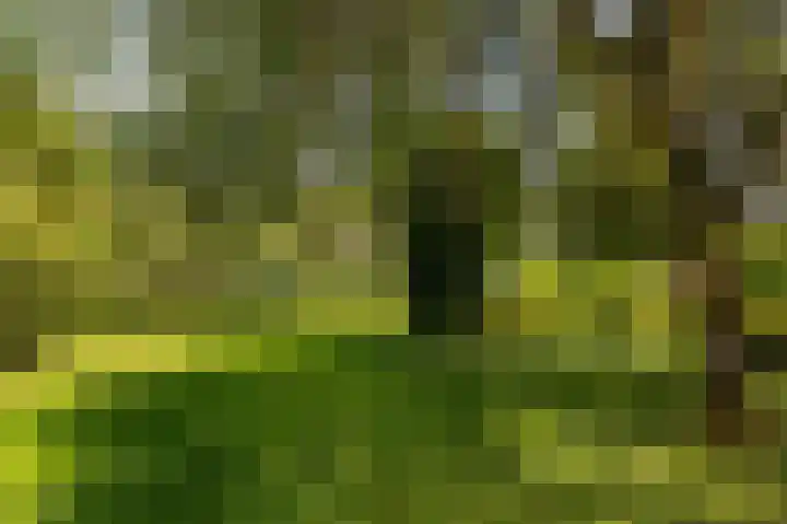 Talingsingel 60 Velp thumbnail 45