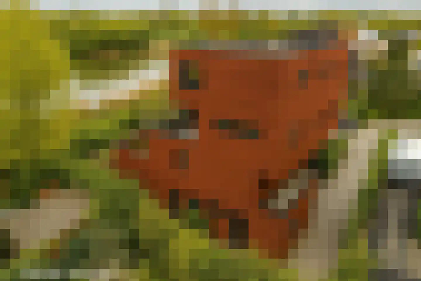 Tamariskhof 7 Amsterdam thumbnail 6