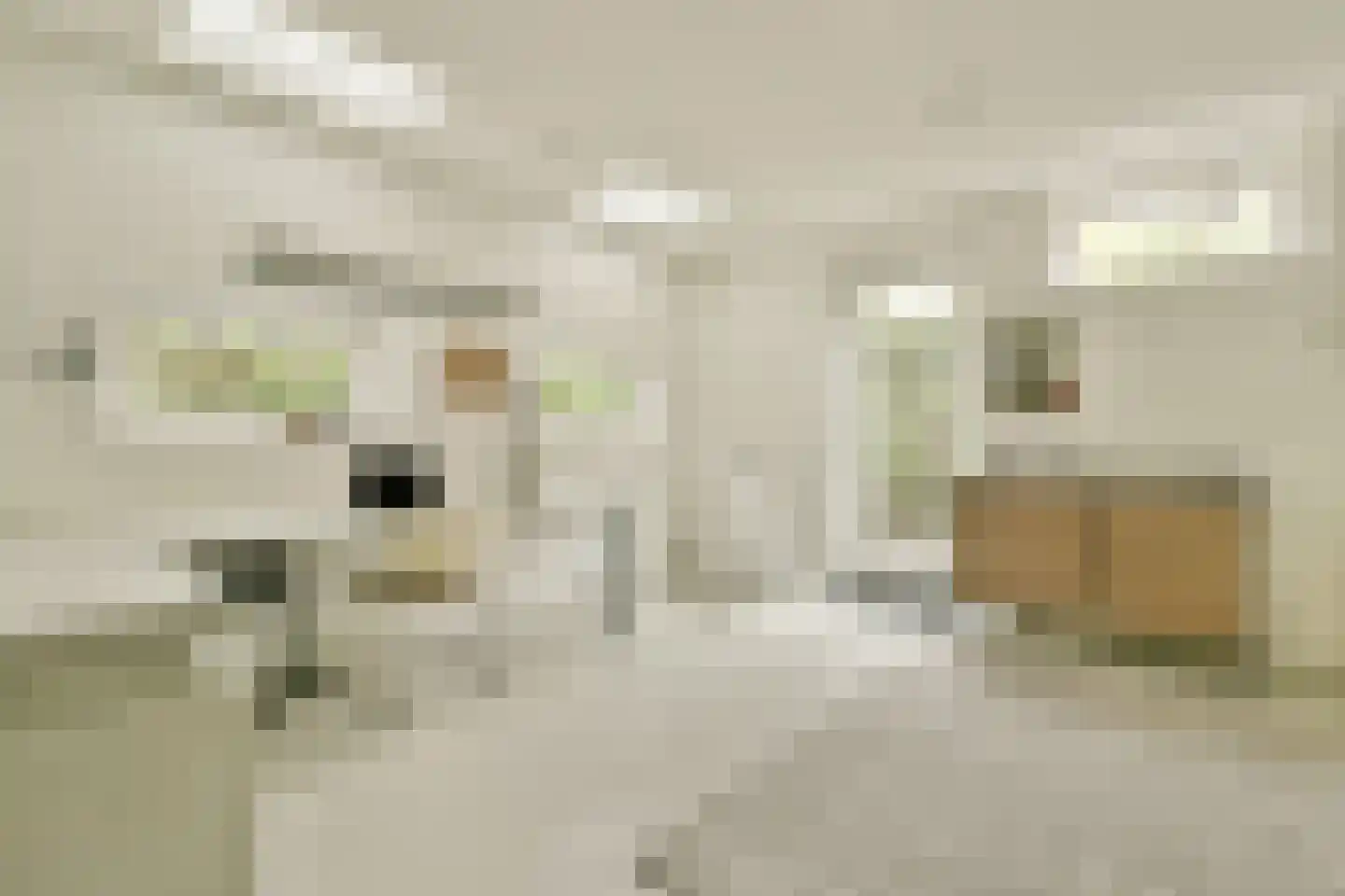 Tamariskhof 7 Amsterdam thumbnail 9