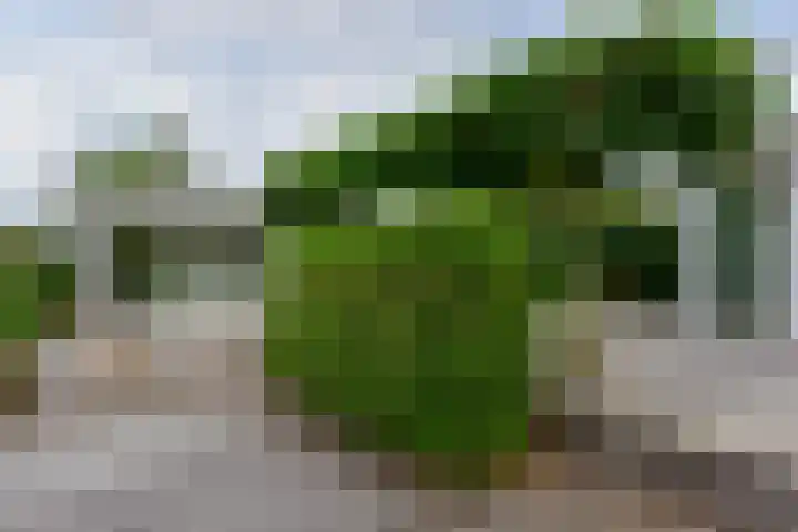Tamboer 15 De Kwakel thumbnail 44
