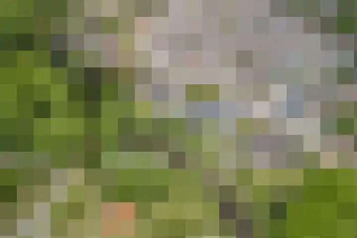 Tamboerijnlaan 16 Dongen thumbnail 67
