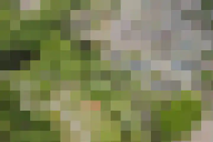 Tamboerijnlaan 16 Dongen thumbnail 68