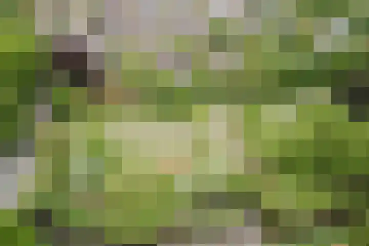 Tamboerijnlaan 16 Dongen thumbnail 69