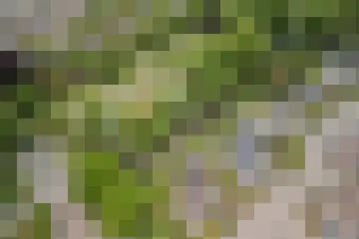 Tamboerijnlaan 16 Dongen thumbnail 8