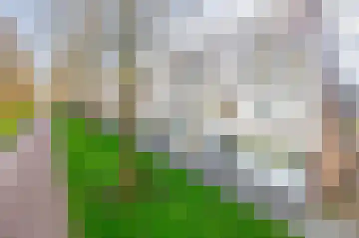 Tamis Weer 25 Assendelft thumbnail 43