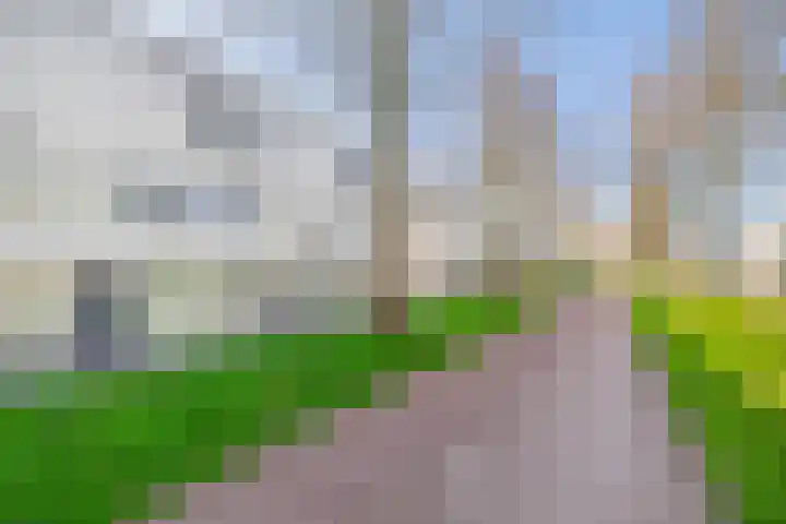 Tamis Weer 25 Assendelft thumbnail 46
