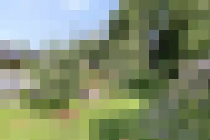 Tammingastraat 42 Hornhuizen thumbnail 35